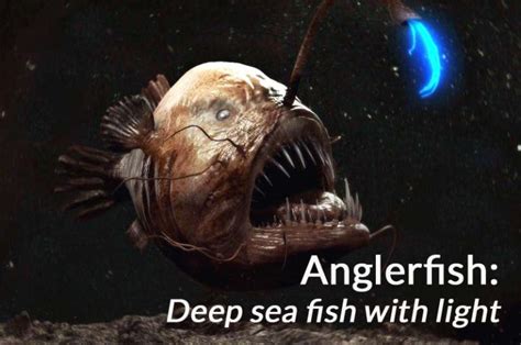 Deep Sea Fishing: The Angler's Guide (Updated 2025) .
